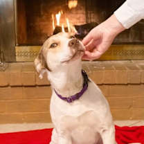 Thumbnail photo of Viva #2