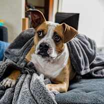 Thumbnail photo of Harper #3