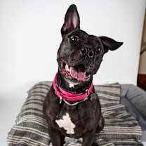 Thumbnail photo of Rosemary #1