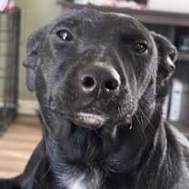 Thumbnail photo of Shadow #4