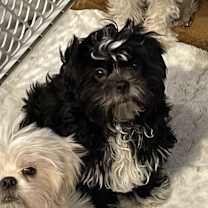 Thumbnail photo of Remi #1