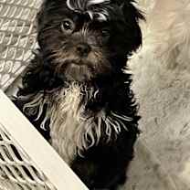 Thumbnail photo of Remi #2