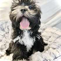 Thumbnail photo of Remi #4