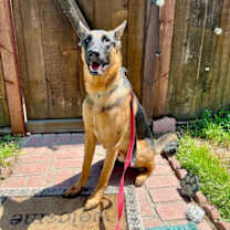 Thumbnail photo of Sirius - Adopt Me! #2