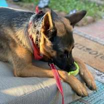 Thumbnail photo of Sirius - Adopt Me! #3