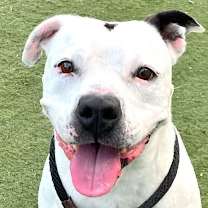 Thumbnail photo of Molly - Adopt Me! #1