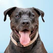 Thumbnail photo of Radar - Adopt  Me! #1