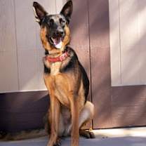 Thumbnail photo of Phoenix - Adopt Me! #2