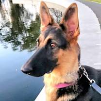 Thumbnail photo of Katniss- Adopt me! #2