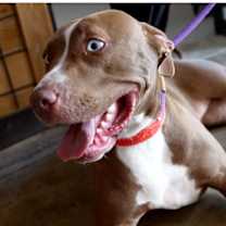 Thumbnail photo of Koko #2