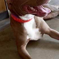 Thumbnail photo of Koko #3