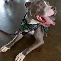 Thumbnail photo of Koko #4