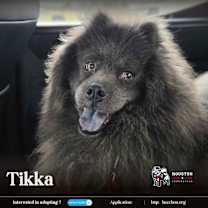 Thumbnail photo of Tikka #1