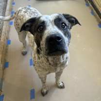 Thumbnail photo of Lovebug #1