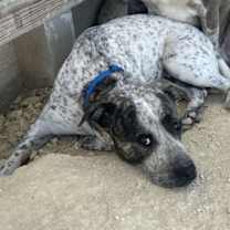 Thumbnail photo of Lovebug #2