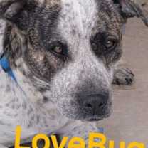 Thumbnail photo of Lovebug #3