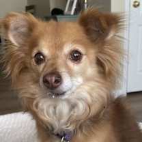 Thumbnail photo of Fauxy #1