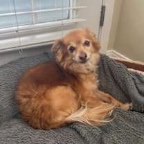 Thumbnail photo of Fauxy #2