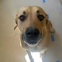 Thumbnail photo of Hazel JM #2