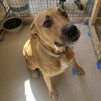 Thumbnail photo of Hazel JM #3