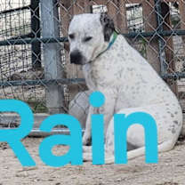 Thumbnail photo of Rain #1