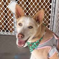 Thumbnail photo of Charlie aka Chicken #1