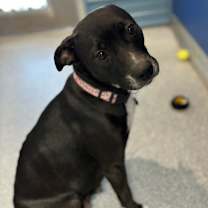 Thumbnail photo of Olive #2