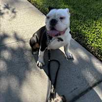 Thumbnail photo of Hershey #2