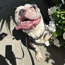 Thumbnail photo of Hershey #3