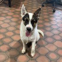 adopt-pet