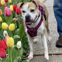 Thumbnail photo of Tazzie #1