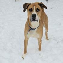 Thumbnail photo of Brownie #4