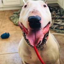 Thumbnail photo of Ozzy #2