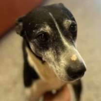 Thumbnail photo of Screech + #3