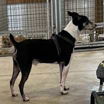 Thumbnail photo of Screech + #4