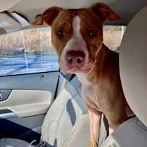 Thumbnail photo of Foxy #1