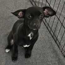 Thumbnail photo of Ebony #3