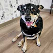 adopt-pet