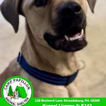 Thumbnail photo of Toby #3