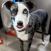 Thumbnail photo of Whoopie #2