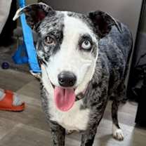 Thumbnail photo of Whoopie #1