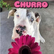 Thumbnail photo of Churro #1