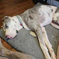 Thumbnail photo of Churro #3