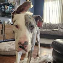 Thumbnail photo of Churro #4