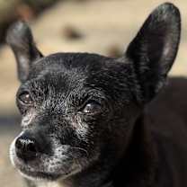 Thumbnail photo of Harry #2