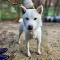 Thumbnail photo of Duchess #4