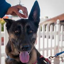 Thumbnail photo of Coco #2