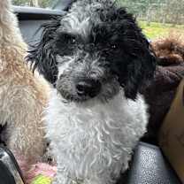 Thumbnail photo of Oreo #4