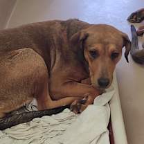 Thumbnail photo of EMBER #1