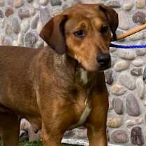 Thumbnail photo of EMBER #3